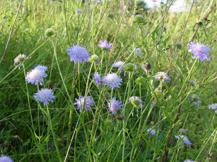 Knautia-arvensis-field-scabious