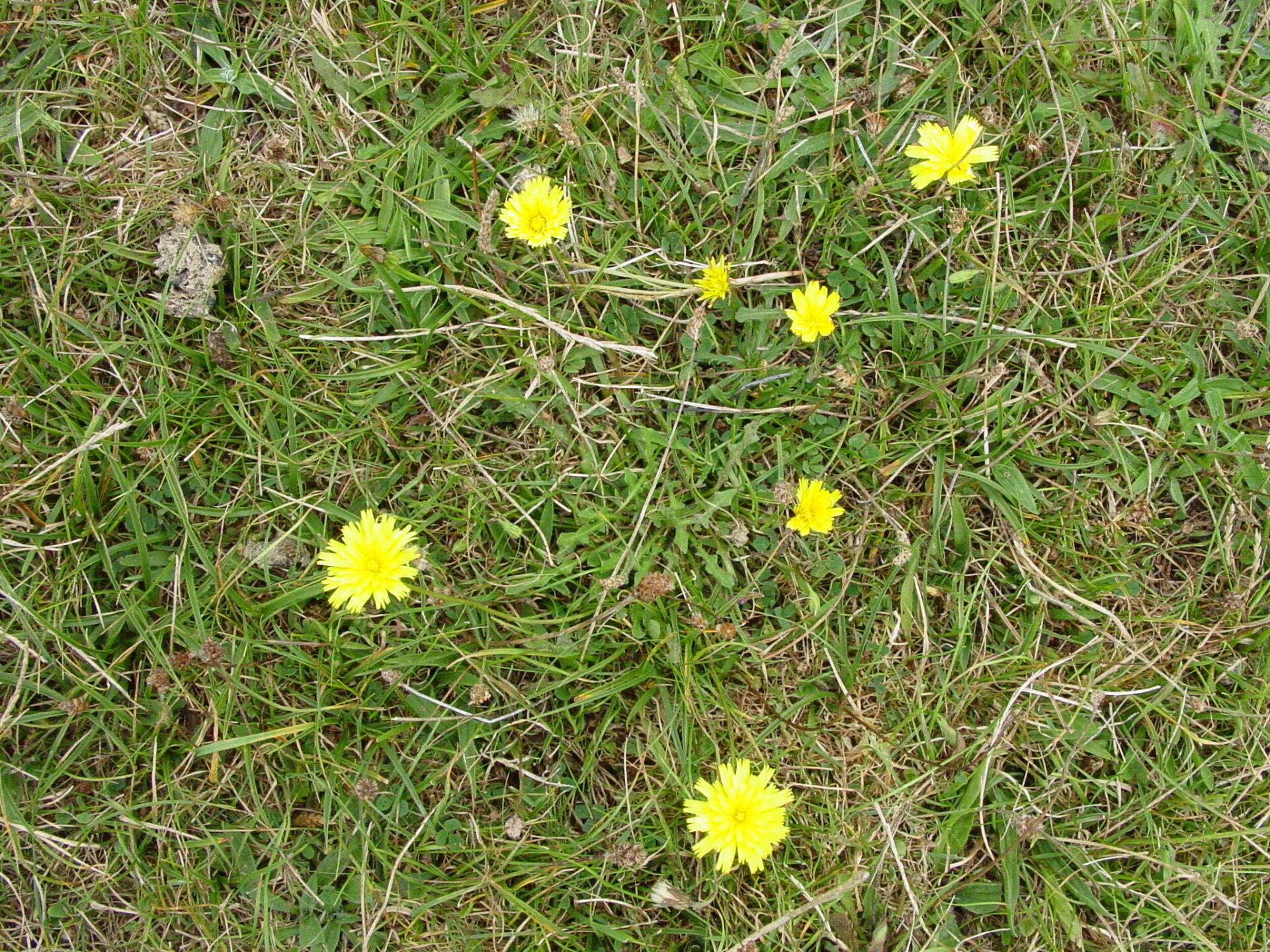 Leontodon-hispidus-rough-hawkbit