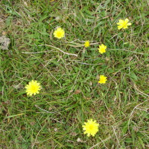 Leontodon-hispidus-rough-hawkbit