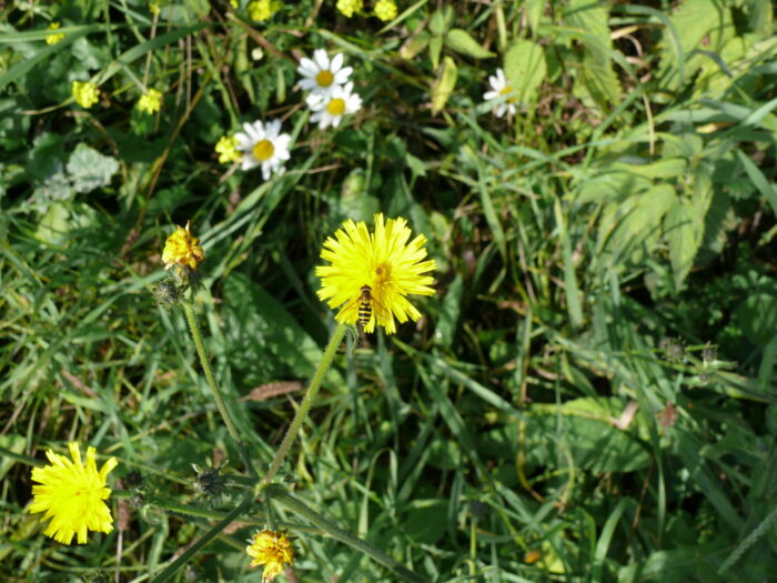 Leontodon-hispidus-rough-hawkbit