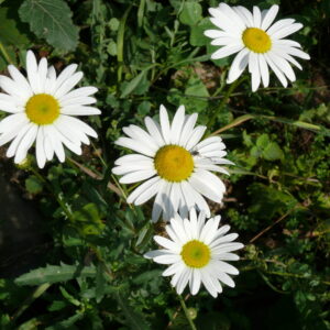 Leucanthemum-vulgare-oxeye-daisy