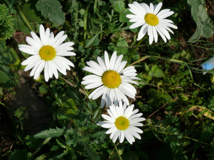 Leucanthemum-vulgare-oxeye-daisy