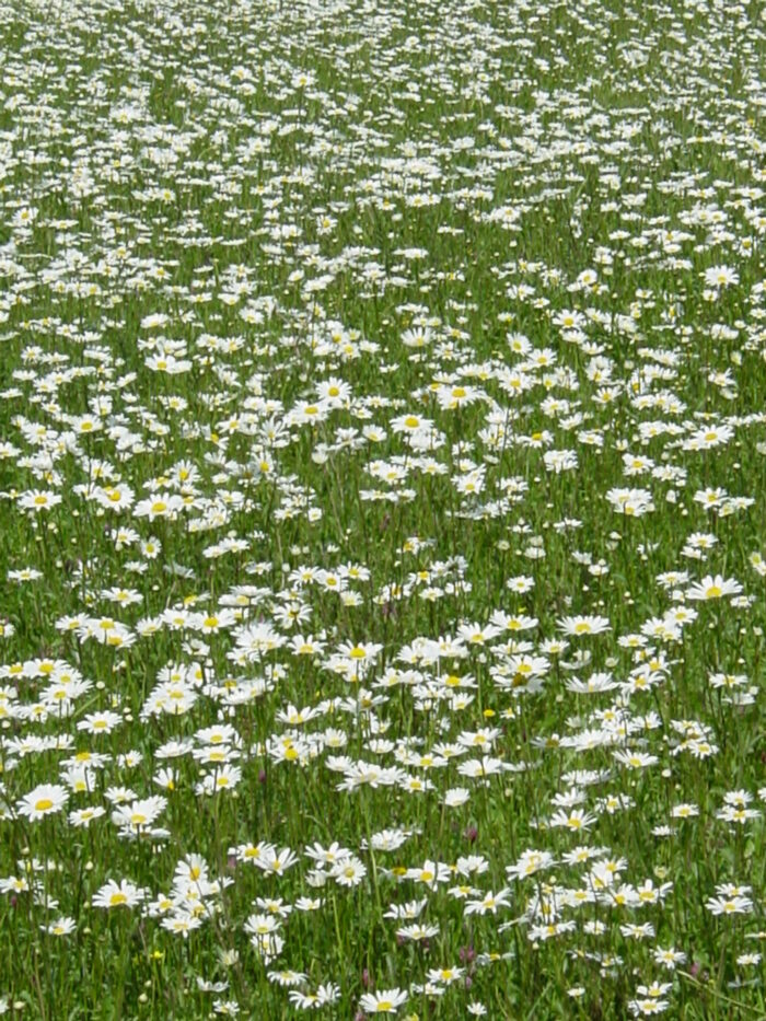 Leucanthemum-vulgare-oxeye-daisy