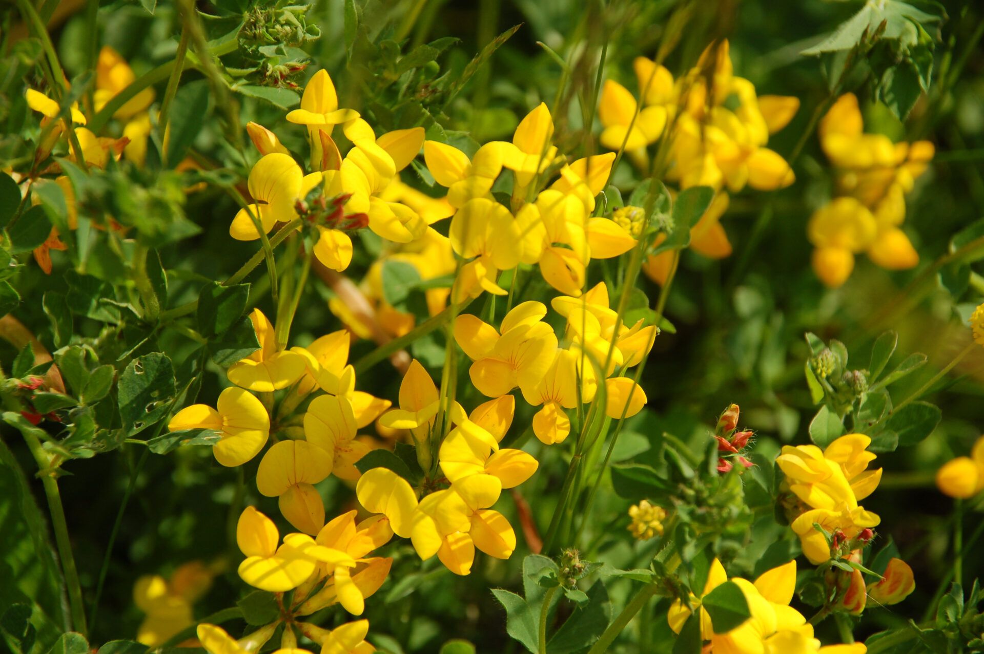 Birdsfoot trefoil, Lotus corniculatus - Leguminosae