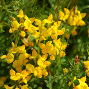 Birdsfoot trefoil, Lotus corniculatus - Leguminosae