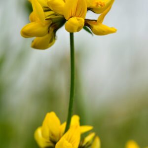 Greater bird's-foot trefoil (Lotus pedunculatus)