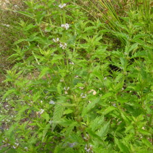 Lycopus-europaeus-gypsywort