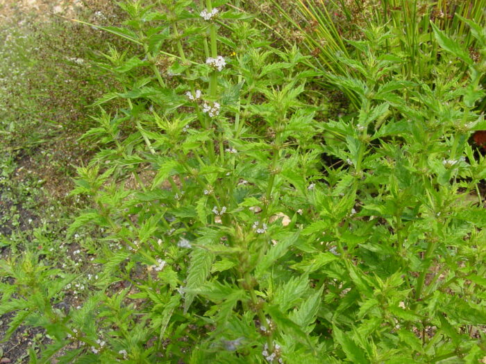 Lycopus-europaeus-gypsywort