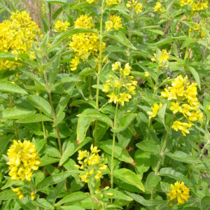 Lysimachia-vulgaris-yellow-loosestrife