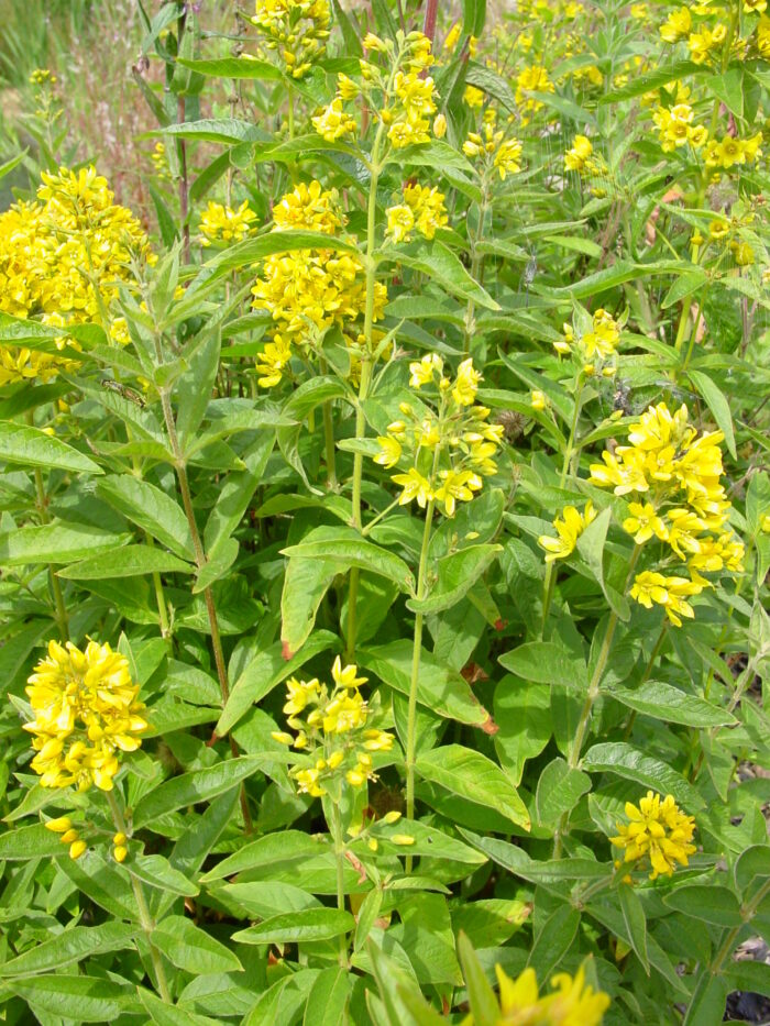 Lysimachia-vulgaris-yellow-loosestrife