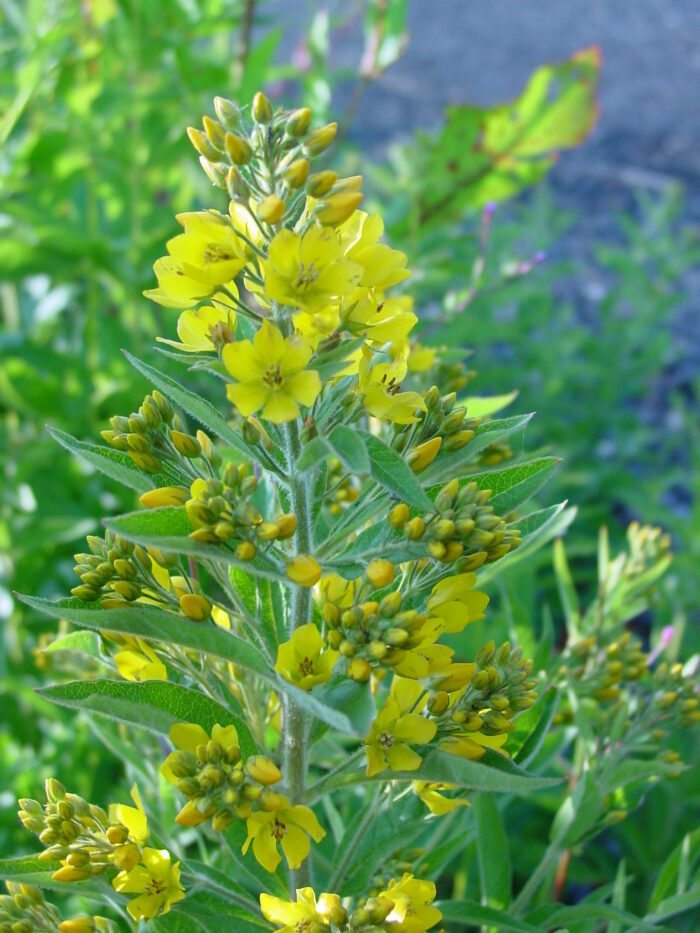 Lysimachia-vulgaris-yellow-loosestrife