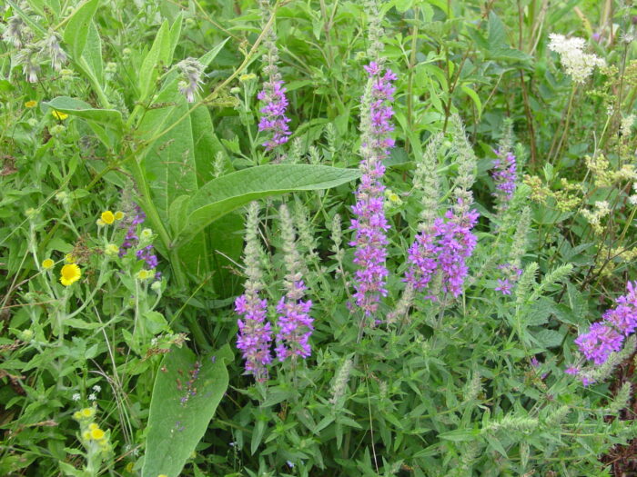 Lythrum-salicaria-purple-loosestrife