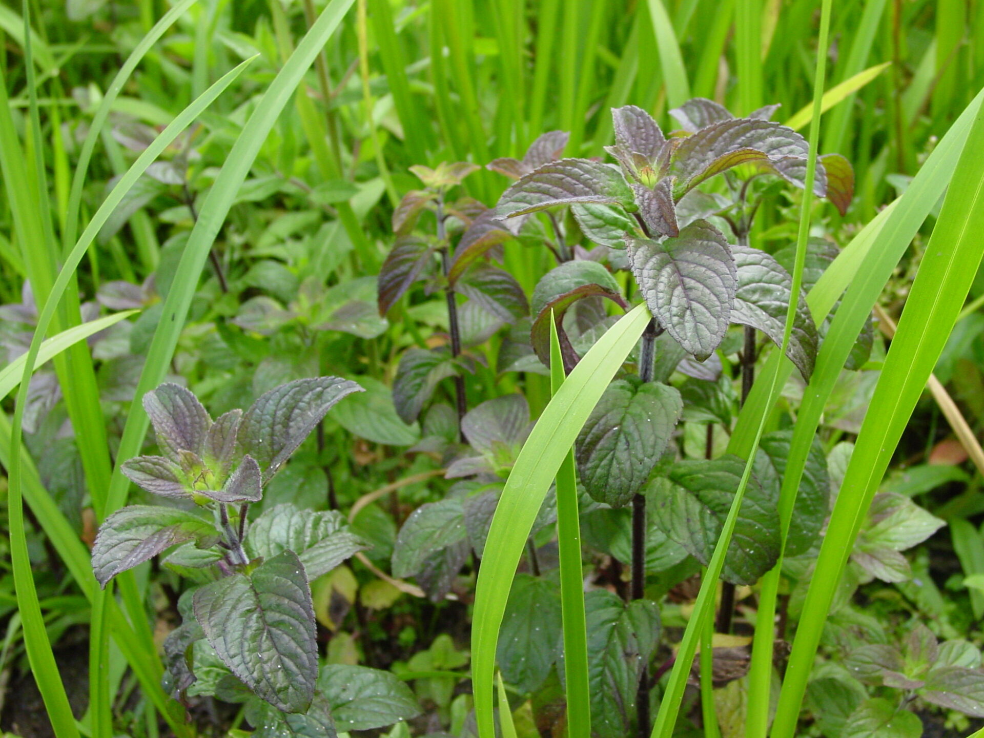 Mentha-aquatica-water-mint