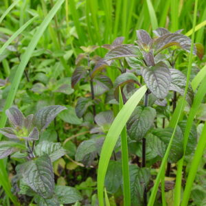 Mentha-aquatica-water-mint