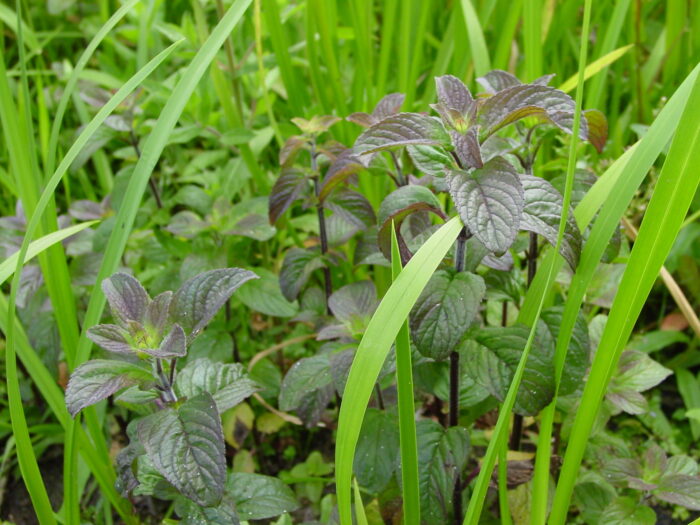 Mentha-aquatica-water-mint