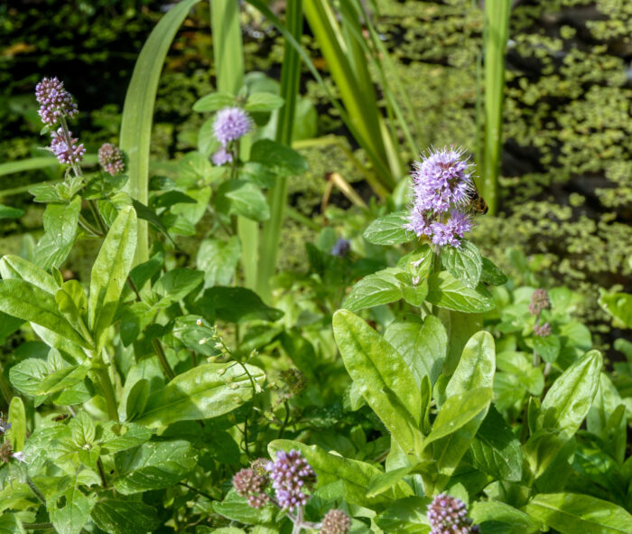 Water Mint