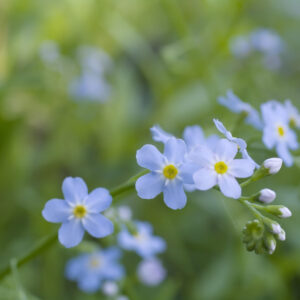 Water Forget-me-not (Myosotis scorpioides)