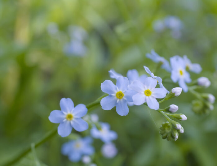 Water Forget-me-not (Myosotis scorpioides)