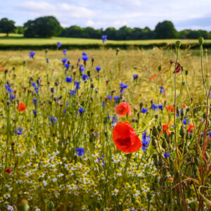 Poppies in a field of wildflowers near West Wickham in Kent, UK