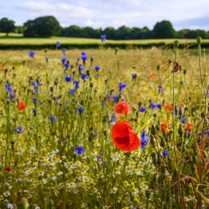 Poppies in a field of wildflowers near West Wickham in Kent, UK