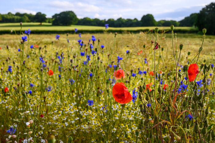 Poppies in a field of wildflowers near West Wickham in Kent, UK