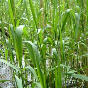 Phragmites-australis-common-reed