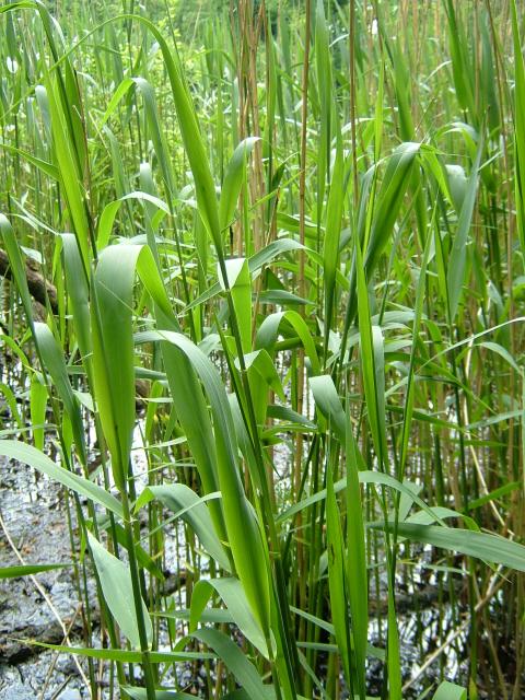 Phragmites-australis-common-reed