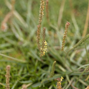 Flowers of a Sea plain (Plantago maritima)