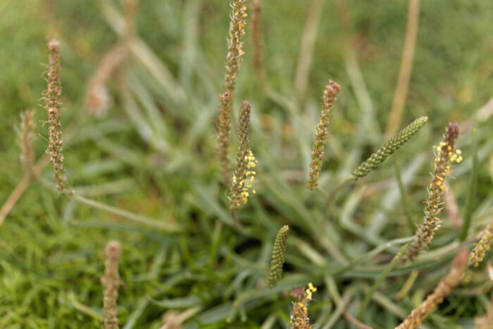 Flowers of a Sea plain (Plantago maritima)