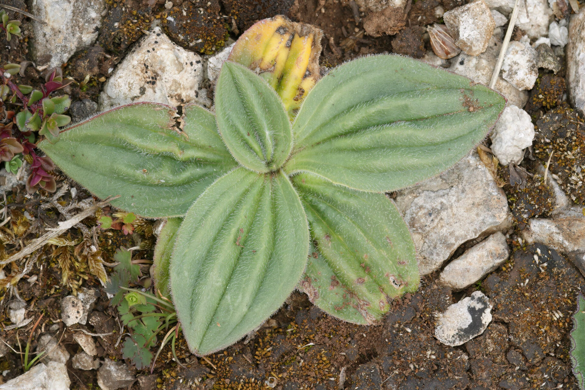 Closeup on green foliage of an emerging hoary plantain, Plantago media