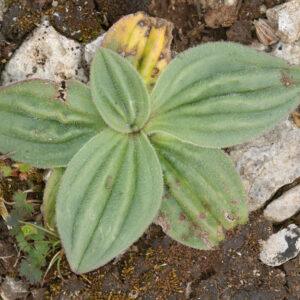 Closeup on green foliage of an emerging hoary plantain, Plantago media