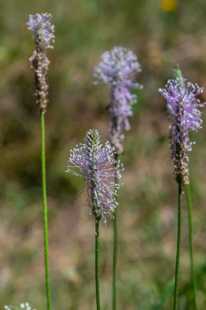 Hoary Plantain - Plantago media Open and closed flower spikes