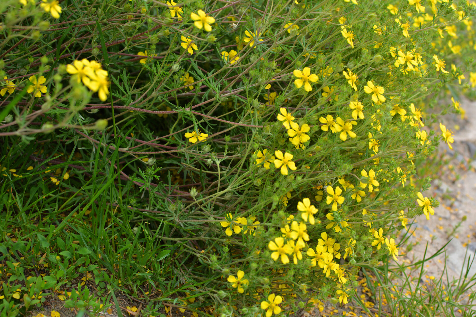 In nature grows potentilla