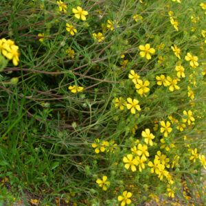 In nature grows potentilla