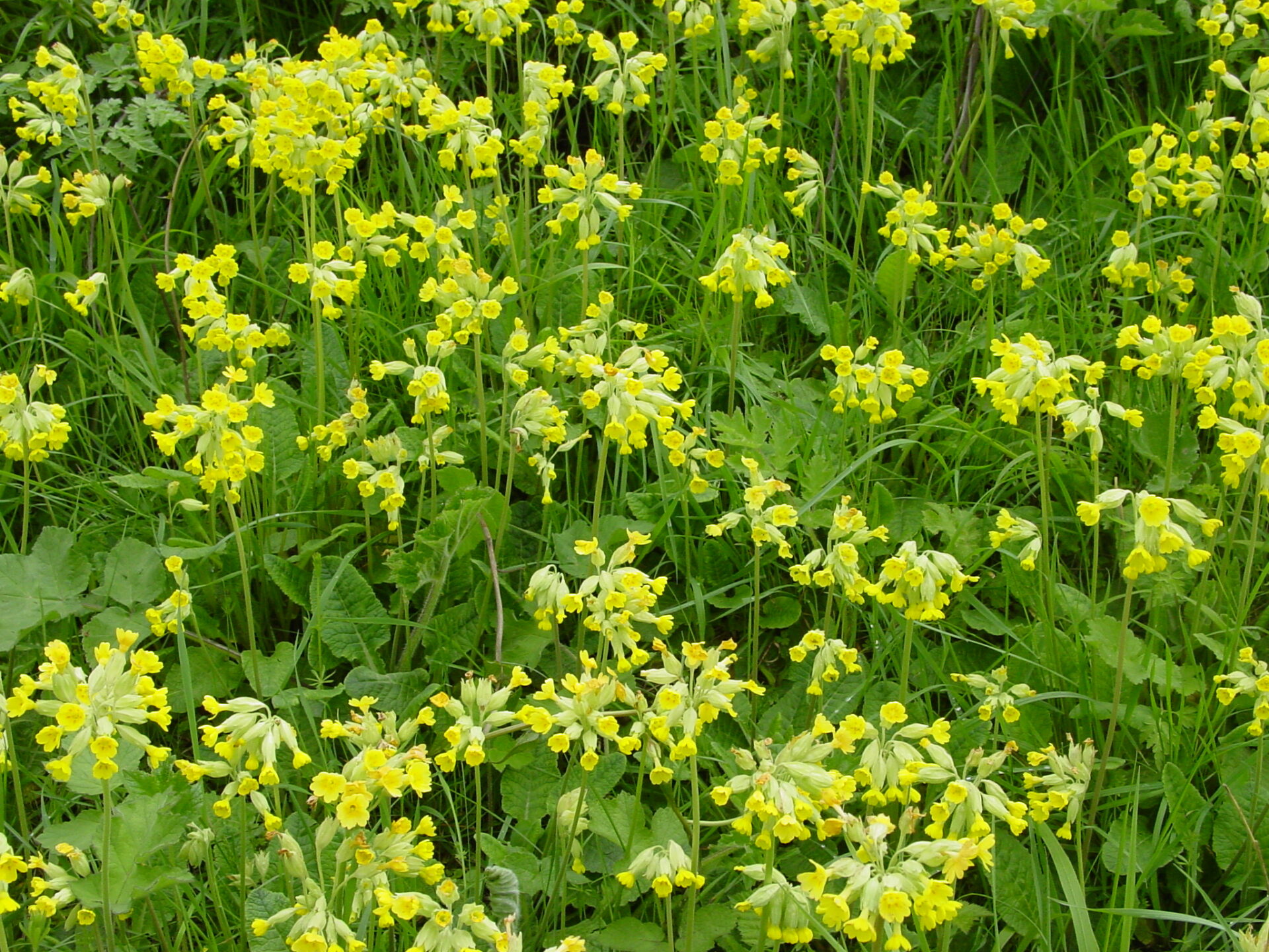 Primula-veris-cowslip