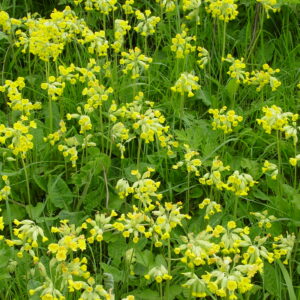 Primula-veris-cowslip