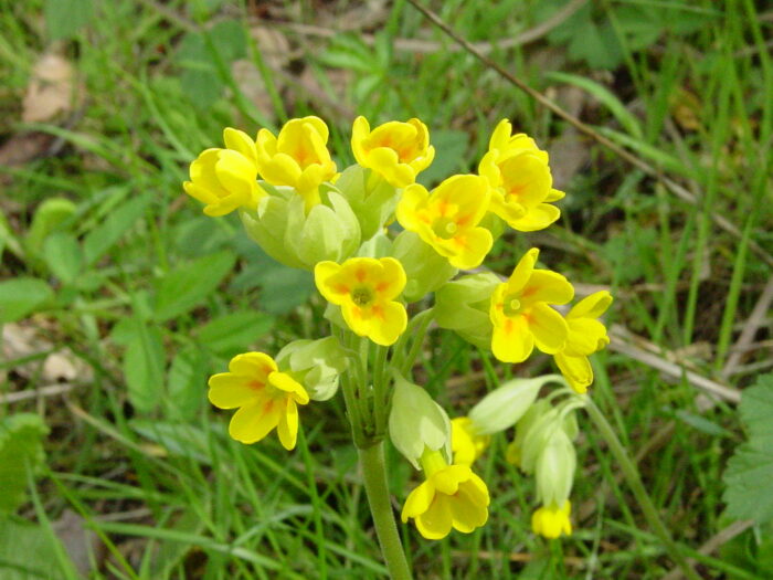 Primula-veris-cowslip