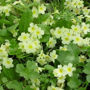 Primula-vulgaris-primrose