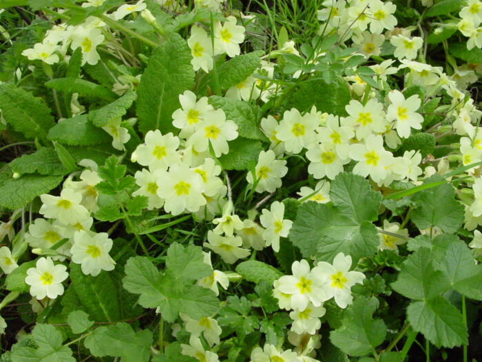 Primula-vulgaris-primrose