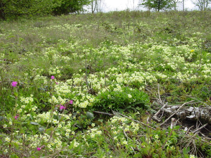 Primula-vulgaris-primrose