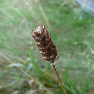 Prunella-vulgaris-selfheal