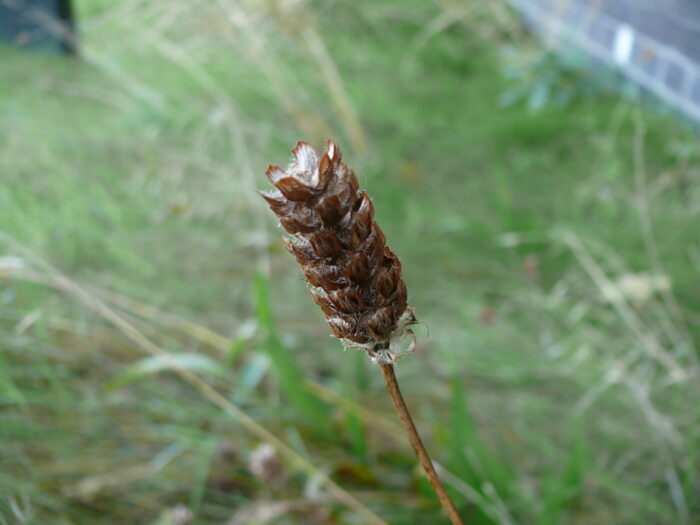 Prunella-vulgaris-selfheal