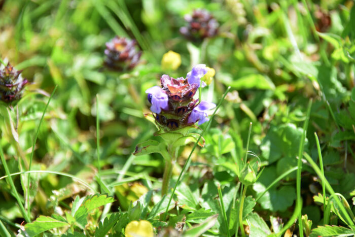 tender meadow flowers prunella vulgaris grow on sunny summer