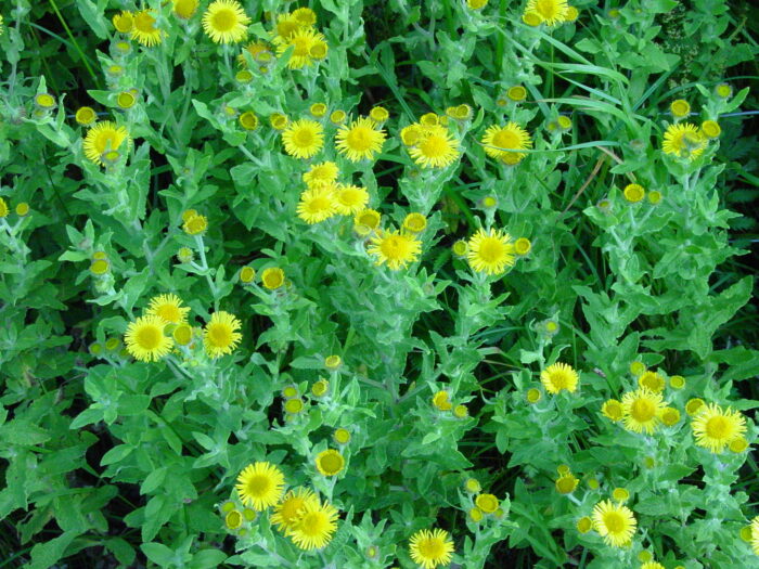 Pulicaria-dysenterica-fleabane