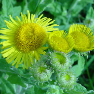 Pulicaria-dysenterica-fleabane