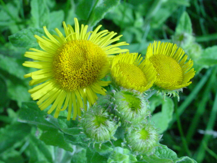 Pulicaria-dysenterica-fleabane