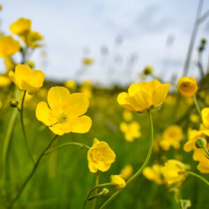 Buttercups