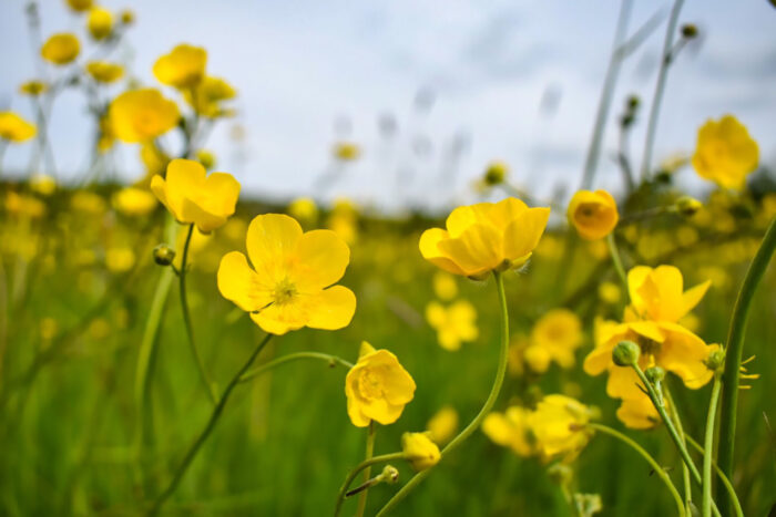 Buttercups