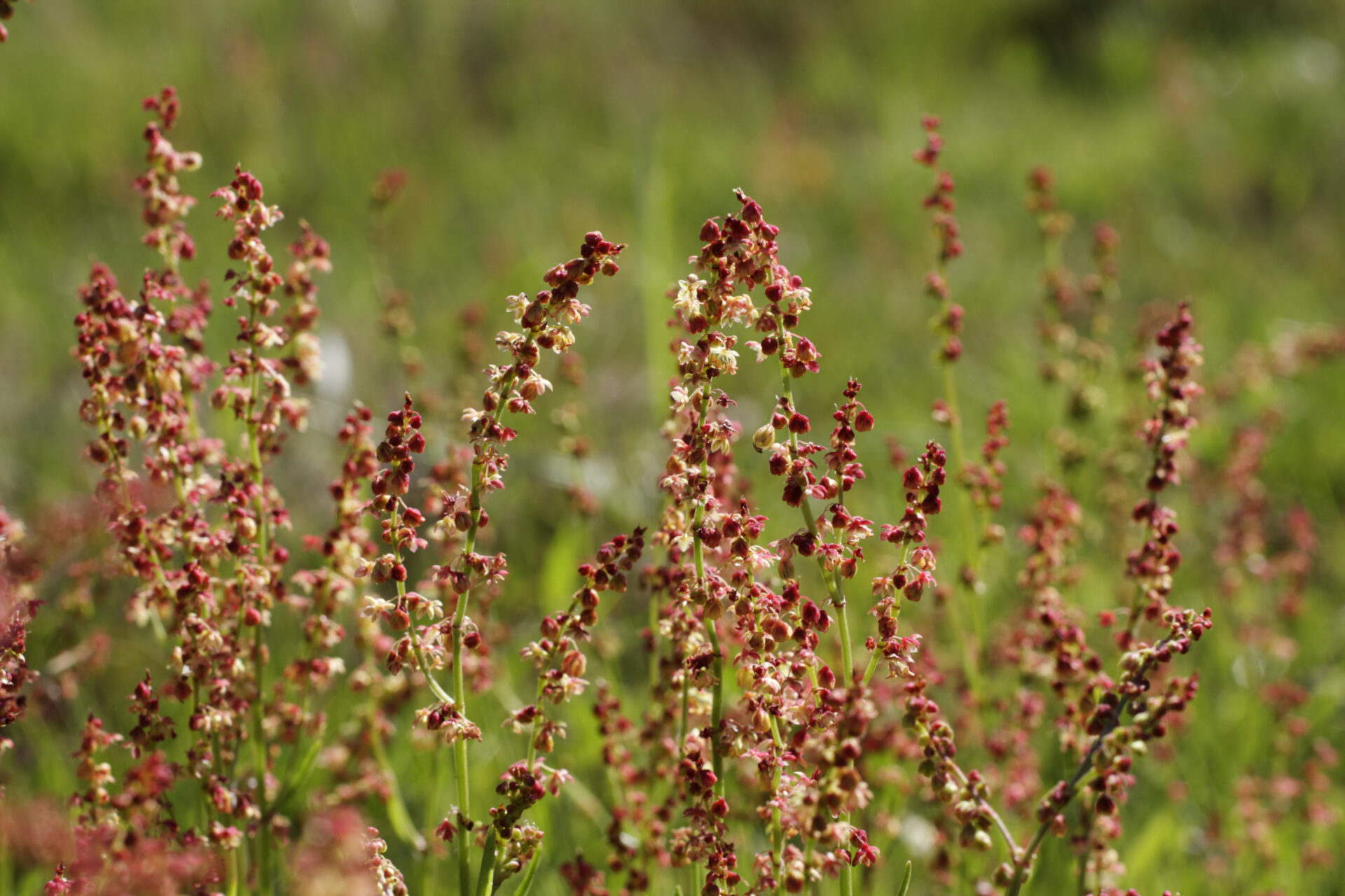 Sheep's sorrel Rumex acetosella close up