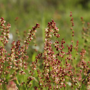 Sheep's sorrel Rumex acetosella close up